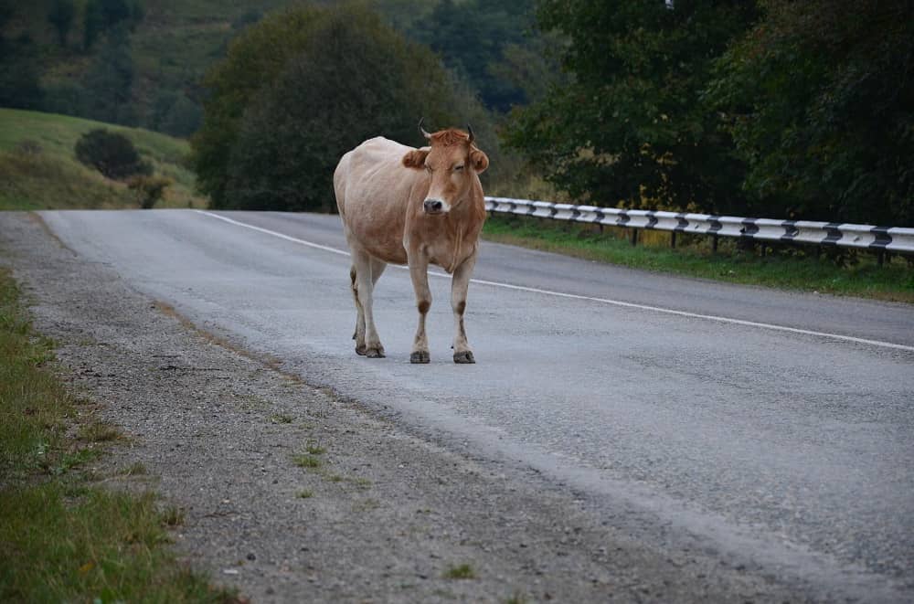 Truck Strikes Cow, Creating Injury Accident Cow Injury Accident OH