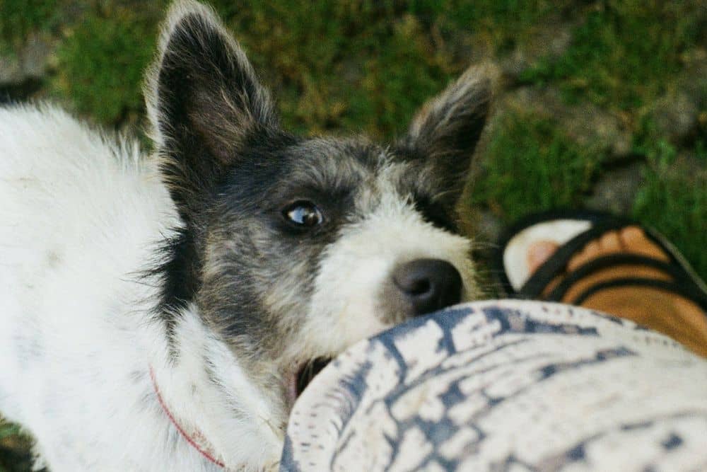 average dog bite settlement amounts